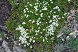 Minuartia imbricata