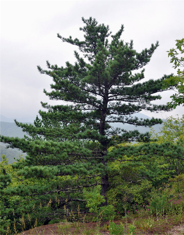 Изображение особи Pinus koraiensis.