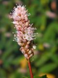 Persicaria amphibia