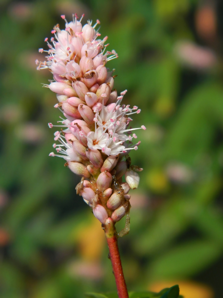 Изображение особи Persicaria amphibia.