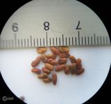 Galega officinalis