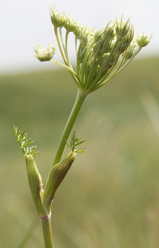 Image of Seseli annuum specimen.