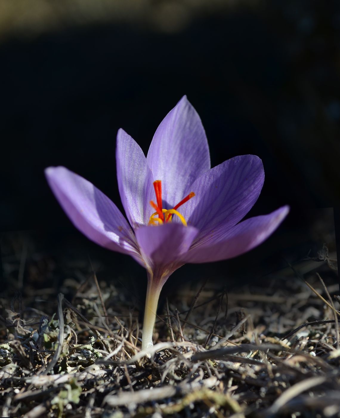 Изображение особи Crocus pallasii.