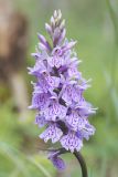 Dactylorhiza maculata