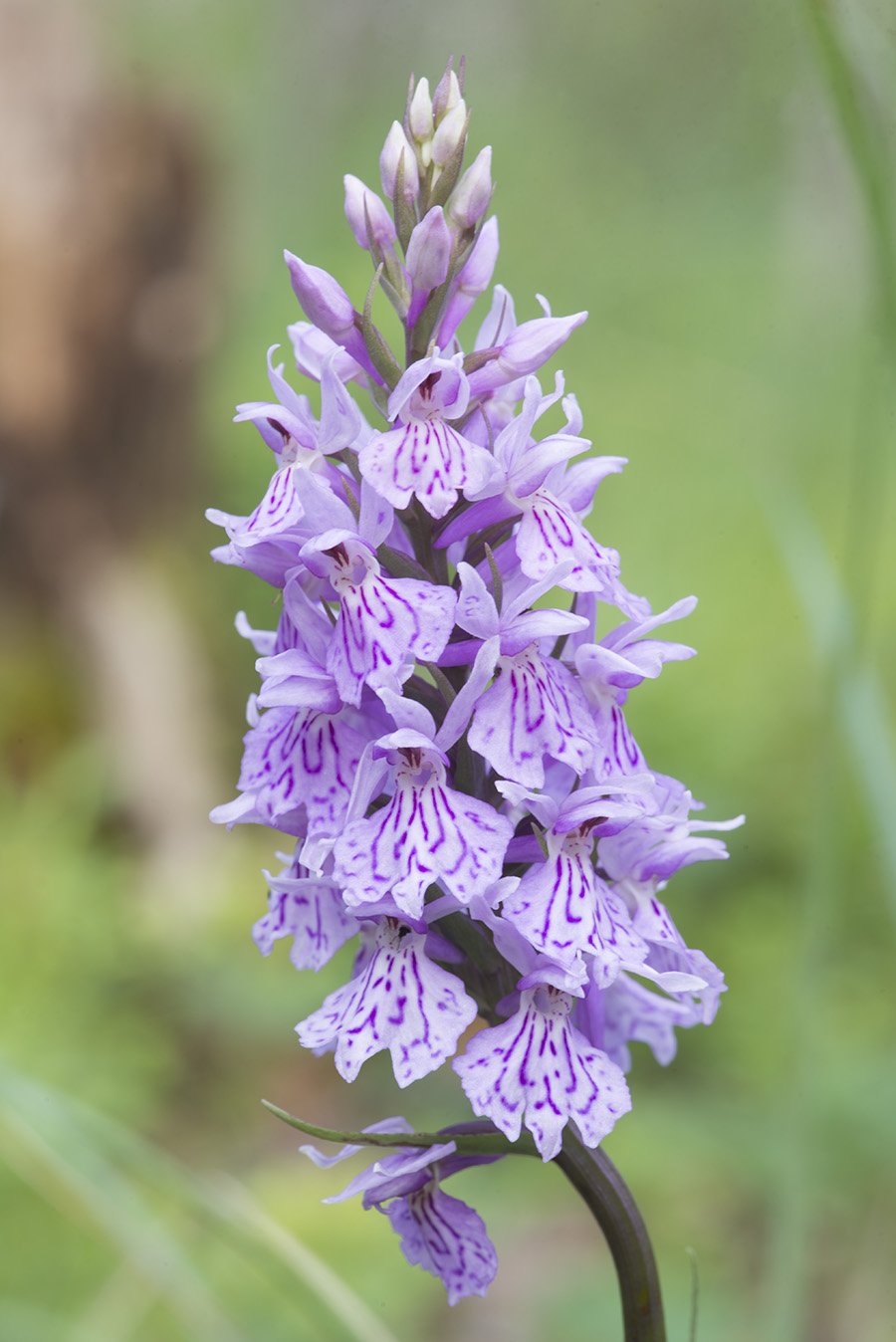 Изображение особи Dactylorhiza maculata.