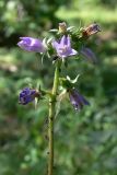 Campanula bononiensis. Верхушка побега с отцветающим соцветием и кормящимися тлями. Челябинская обл., окр. г. Челябинск, Золотая горка, разнотравная поляна в берёзовом лесу. 26.08.2014.