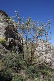 Sorbus persica. Вегетирующее растение на горном склоне. Южный Казахстан, горы Алатау (Даубаба), Западное ущелье, ~1500 м н.у.м. 08.07.2014.