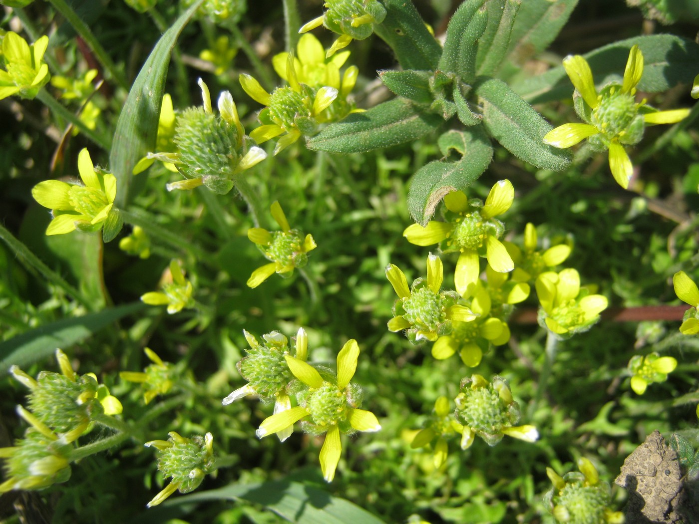 Изображение особи Ceratocephala orthoceras.