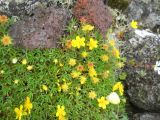 Potentilla biflora