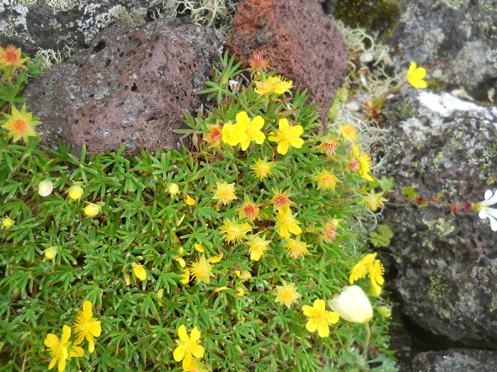 Изображение особи Potentilla biflora.