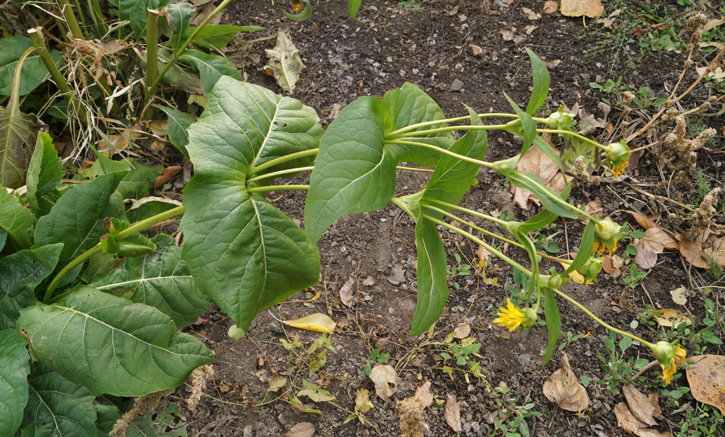 Изображение особи Silphium perfoliatum.