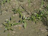 Sagittaria natans