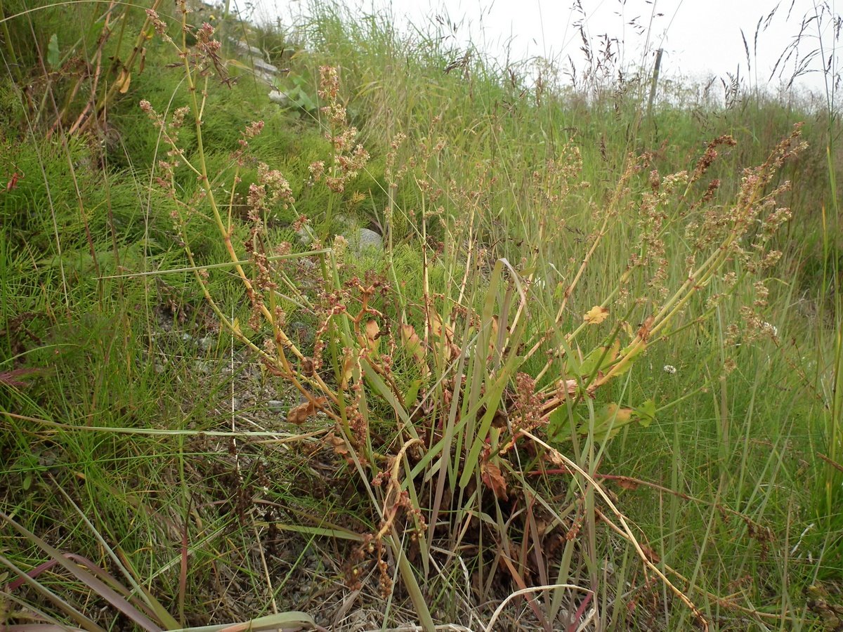 Изображение особи Rumex lapponicus.