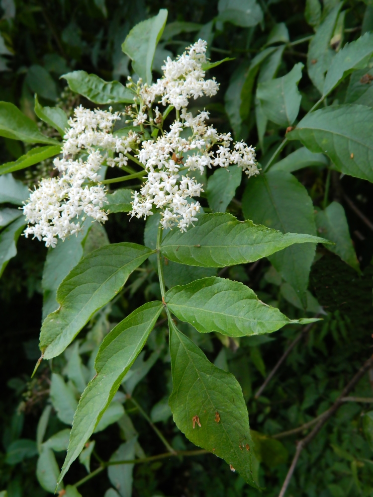 Изображение особи Sambucus nigra.