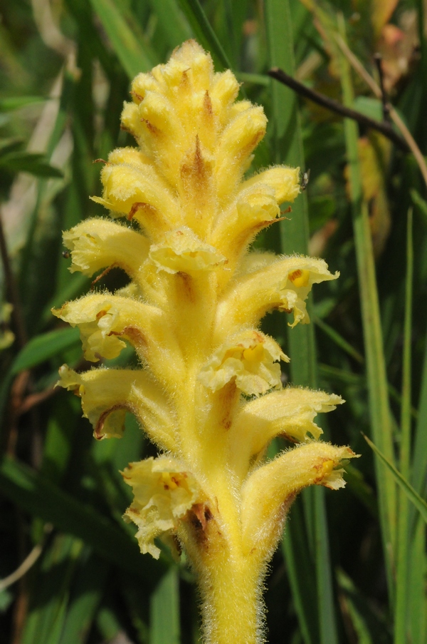 Image of Orobanche alsatica specimen.