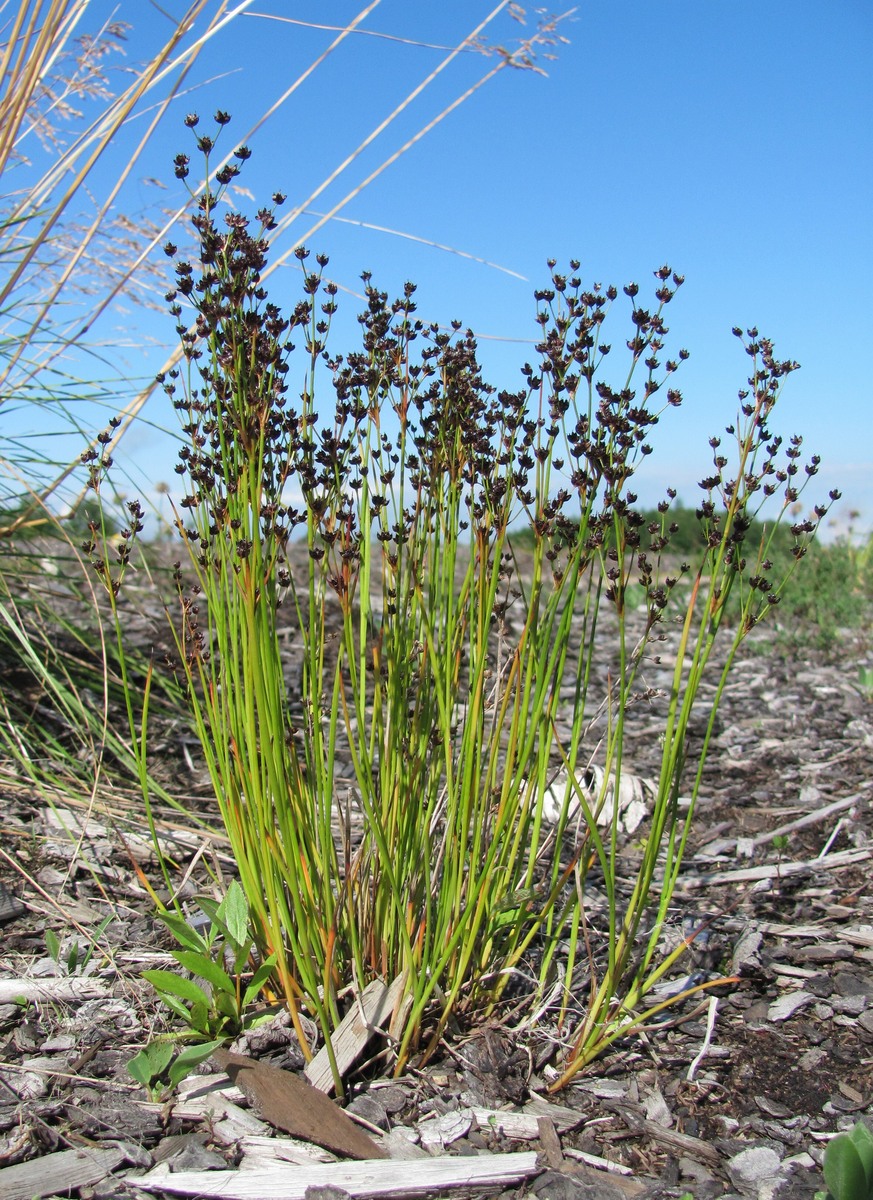 Изображение особи Juncus articulatus.