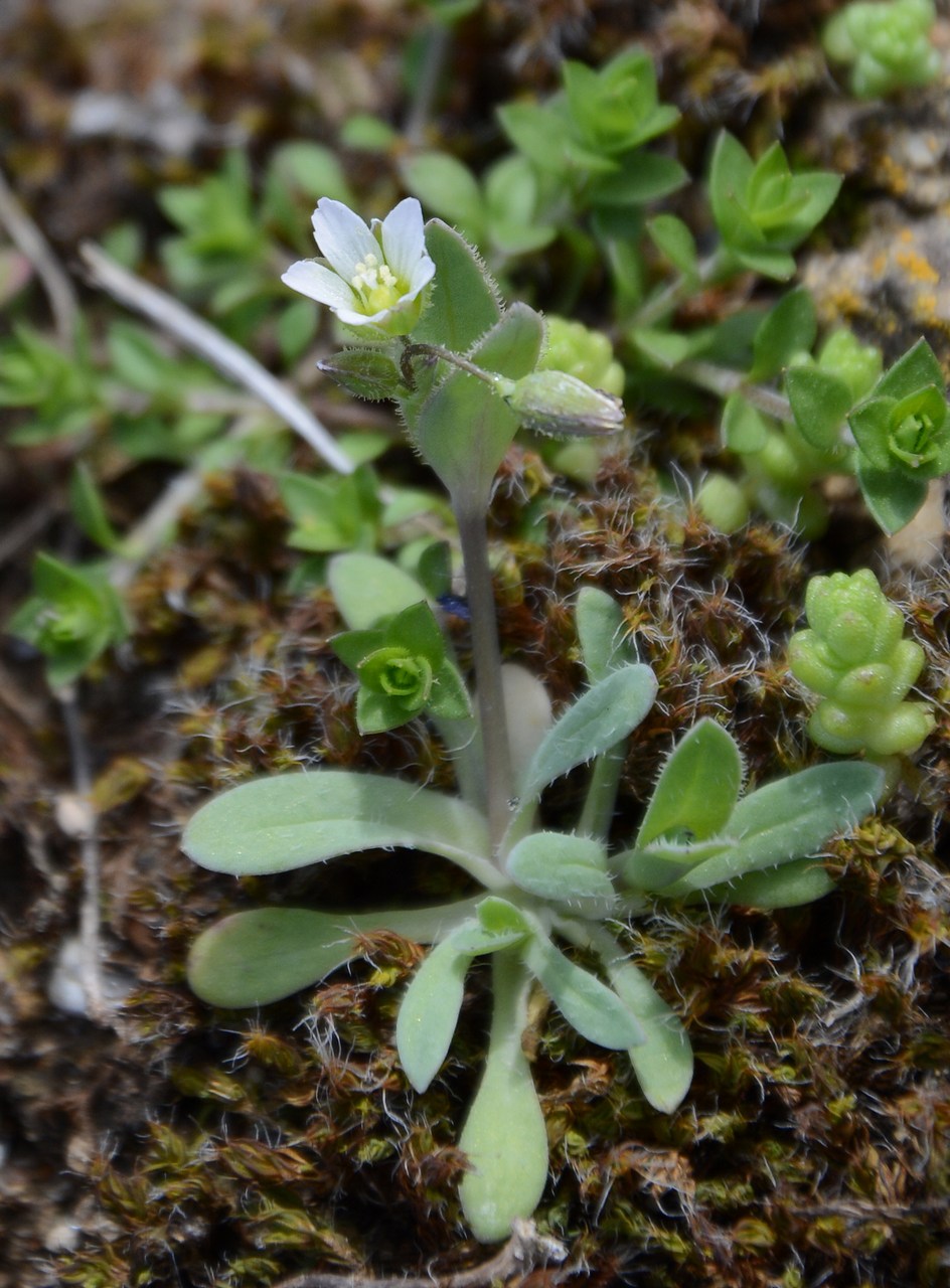 Image of Holosteum umbellatum specimen.