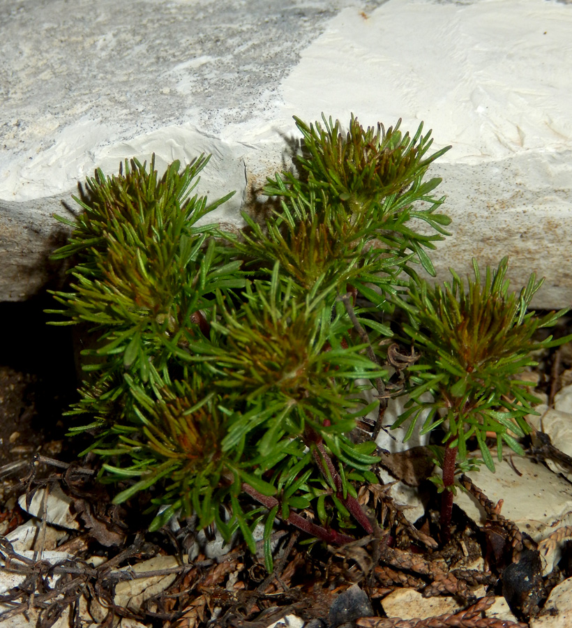 Image of Veronica filifolia specimen.