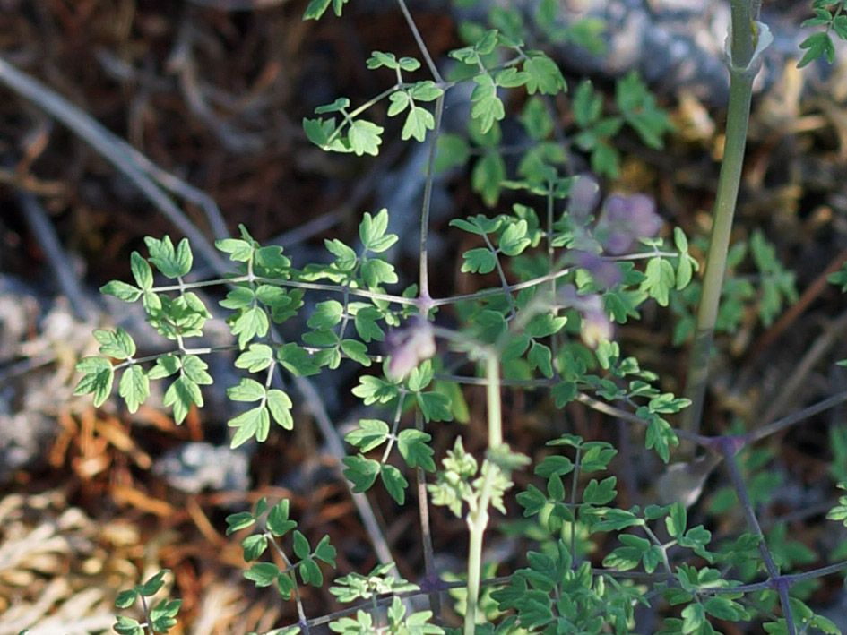 Image of Thalictrum foetidum specimen.