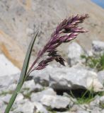 Poa alpina