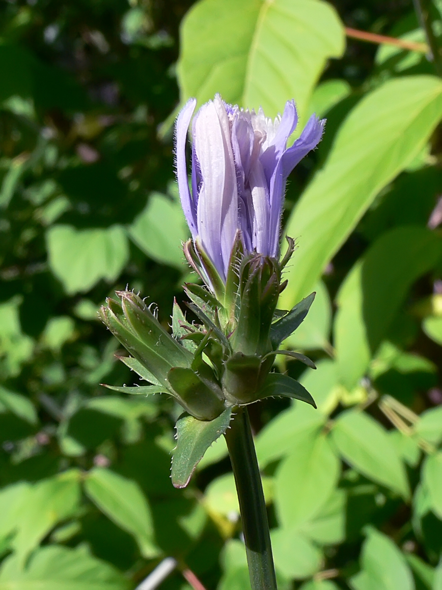 Image of Cichorium intybus specimen.