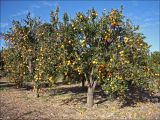 Citrus sinensis