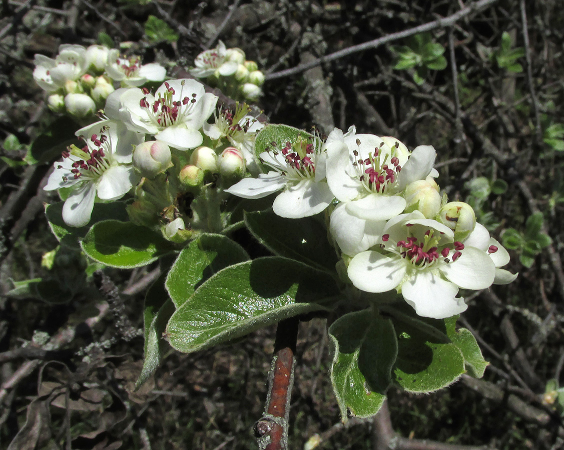 Изображение особи Pyrus communis.