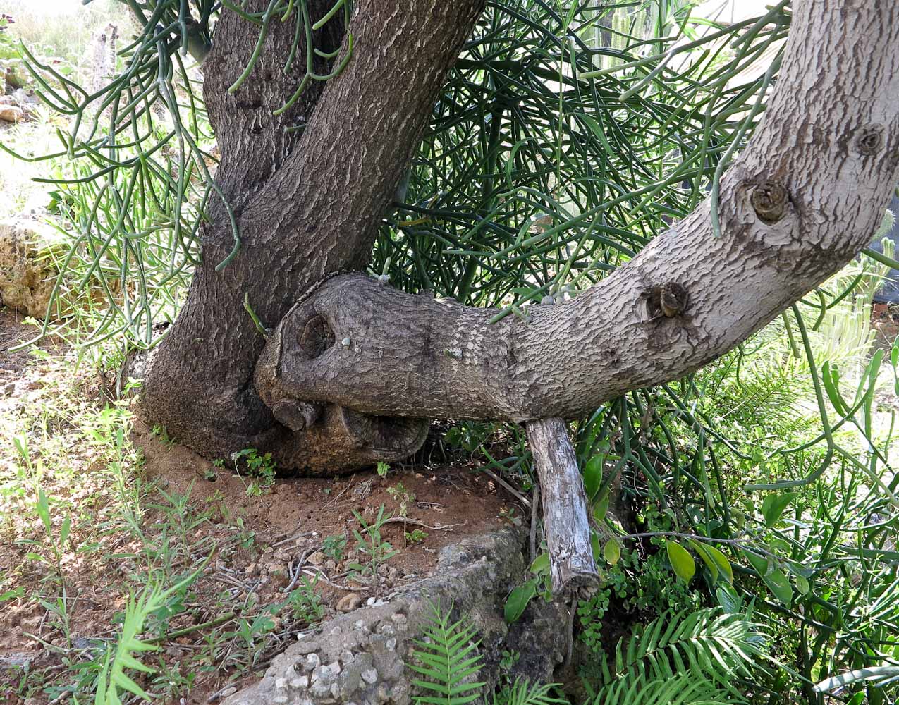 Image of Euphorbia tirucalli specimen.