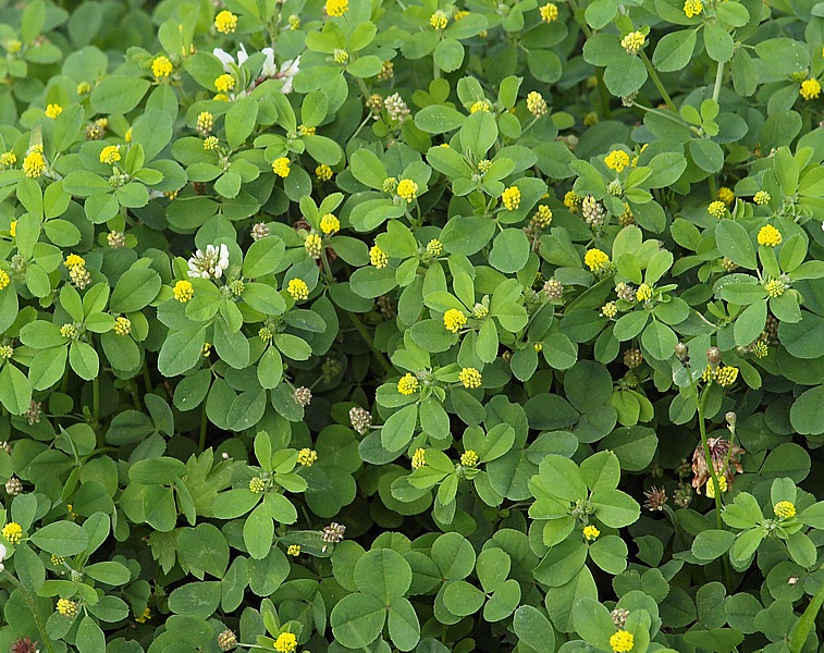 Image of Medicago lupulina specimen.