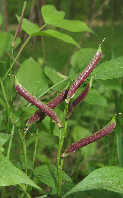 Изображение особи Lathyrus vernus.