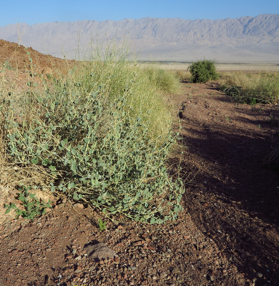 Image of Pergularia tomentosa specimen.