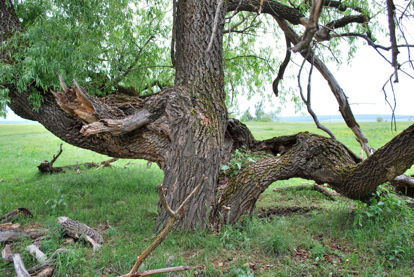 Изображение особи Salix &times; fragilis.