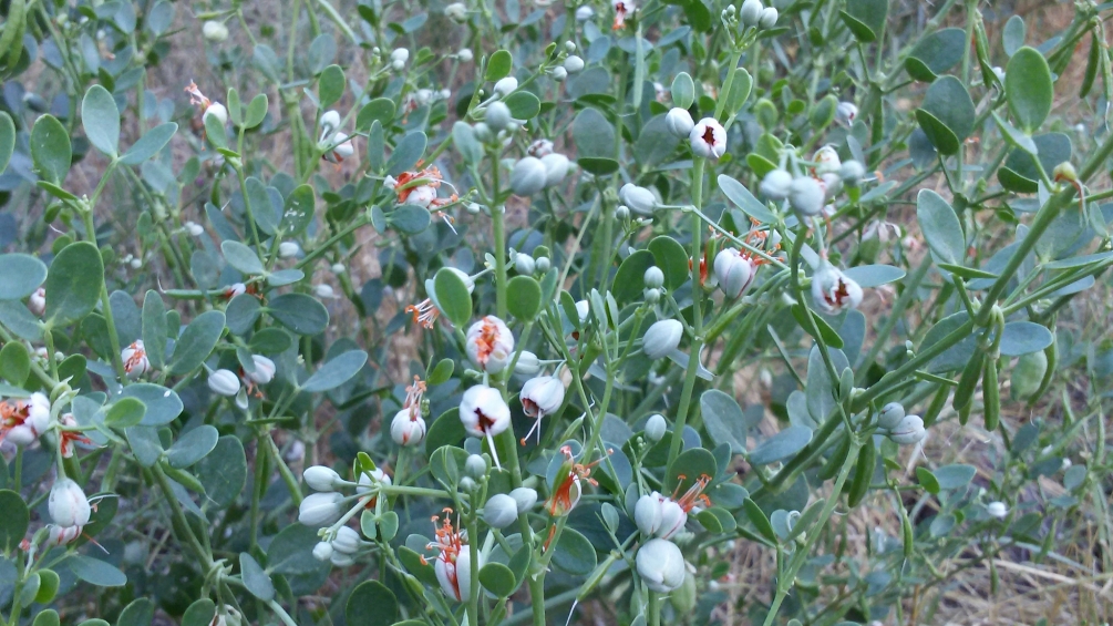 Image of Zygophyllum fabago specimen.