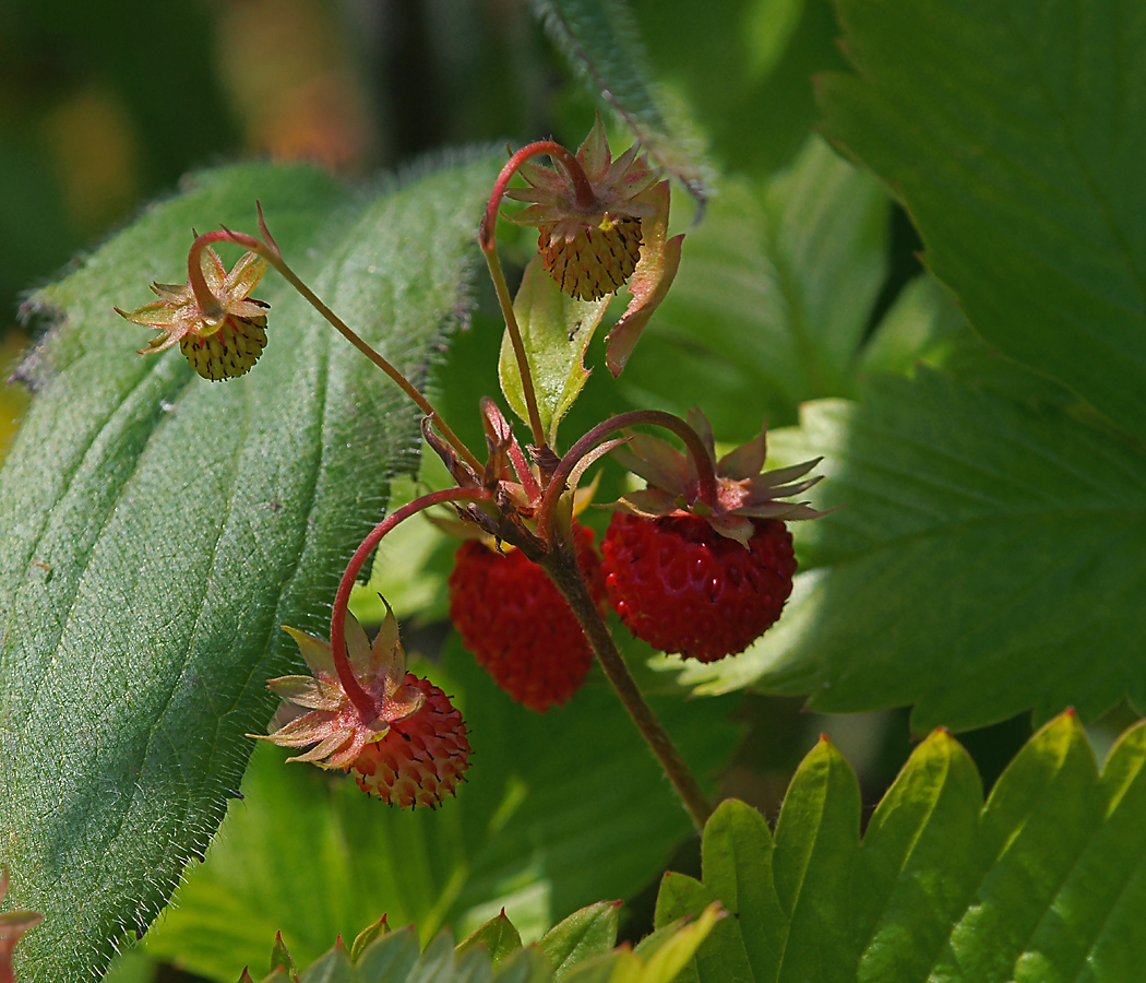 Изображение особи Fragaria vesca.