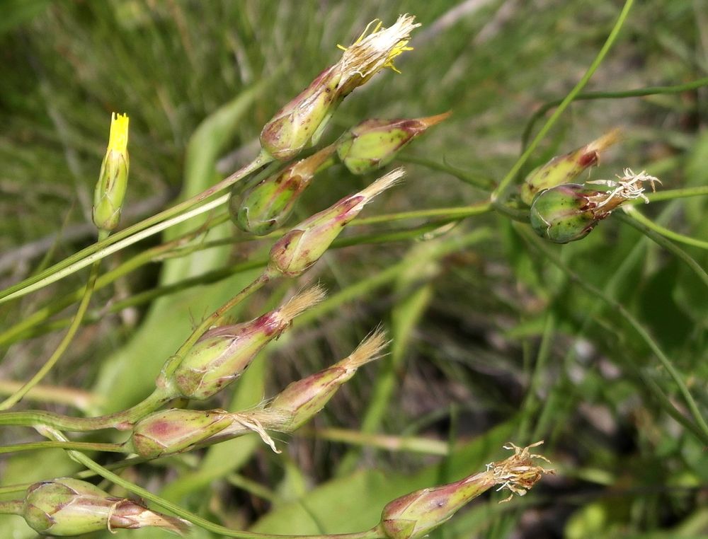 Image of Scorzonera taurica specimen.