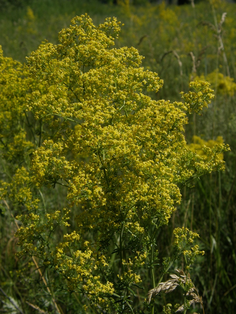 Изображение особи Galium verum.