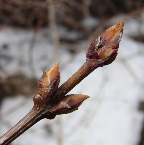 Изображение особи Syringa persica.