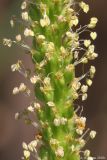 Plantago major