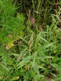 Persicaria maculosa