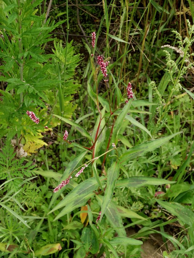 Изображение особи Persicaria maculosa.