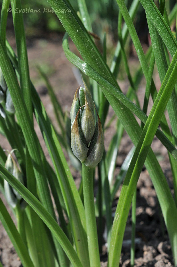 Изображение особи Ornithogalum nutans.