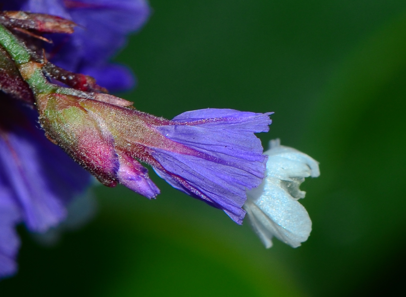 Изображение особи Limonium perezii.