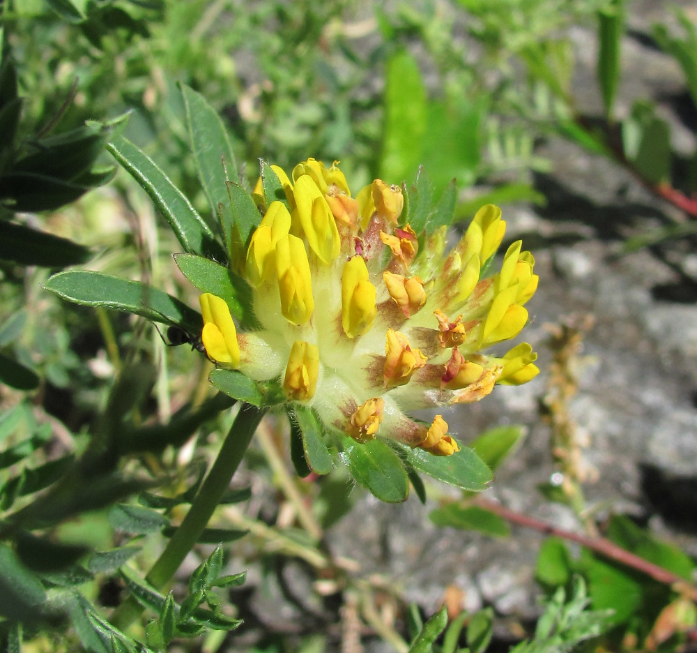 Изображение особи Anthyllis lachnophora.