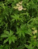 Filipendula palmata