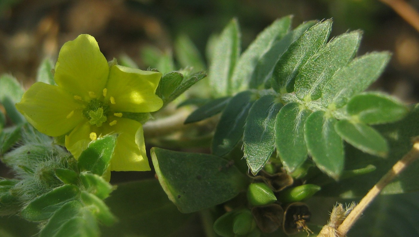 Изображение особи Tribulus terrestris.