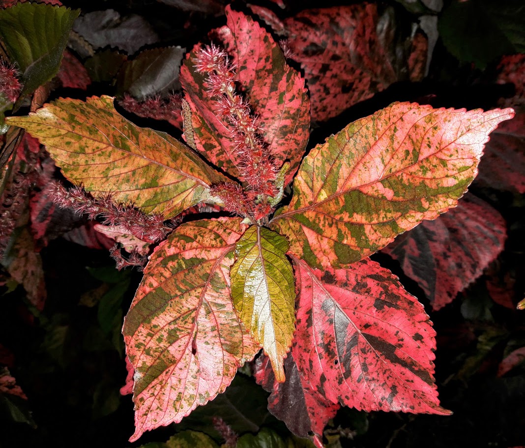 Image of Acalypha wilkesiana specimen.