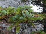 Picea ajanensis. Ветвь. Приморье, Шкотовский р-н, окр. с. Анисимовка, хребет Ливадийский, гора Литовка, на вершине каменной гряды. 24.09.2016.