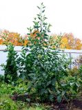 Nicotiana glauca