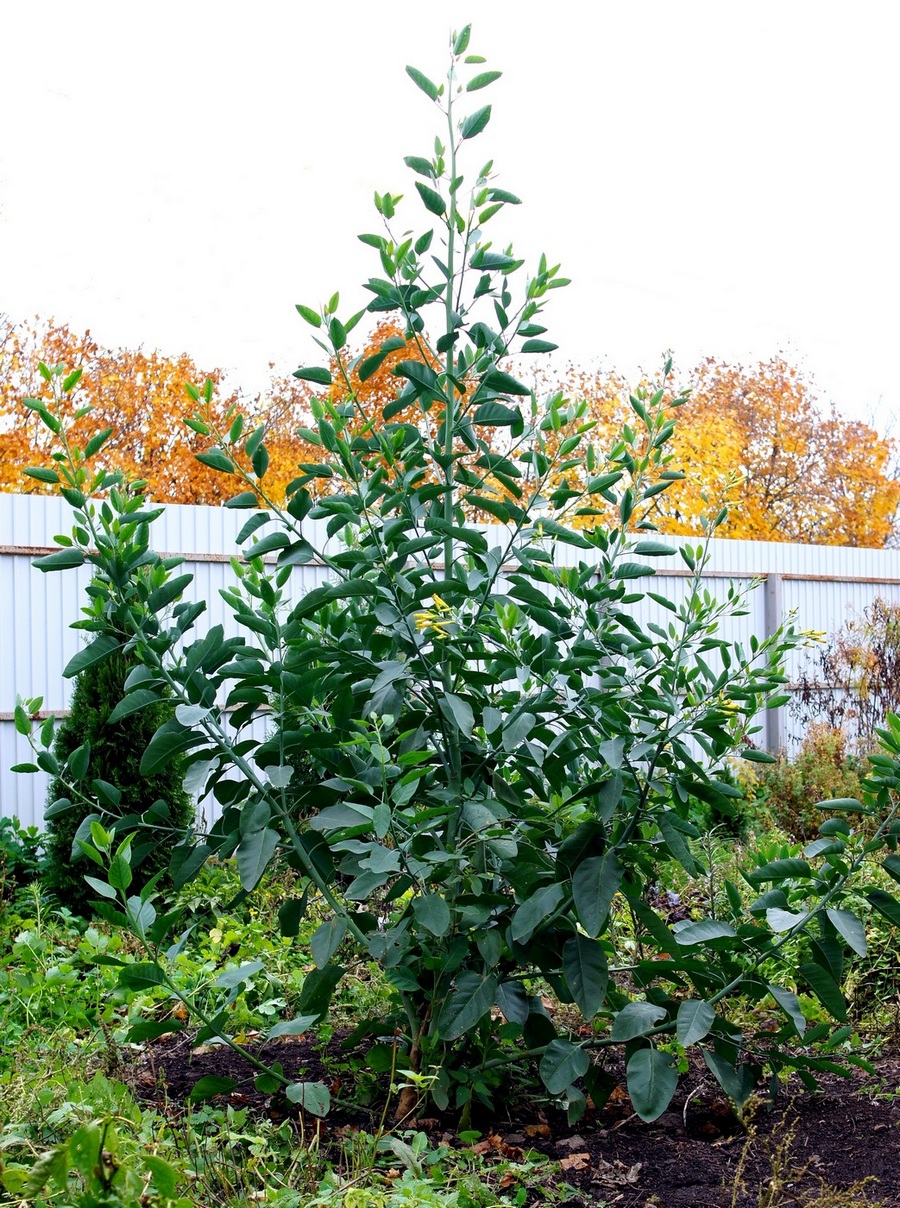 Изображение особи Nicotiana glauca.