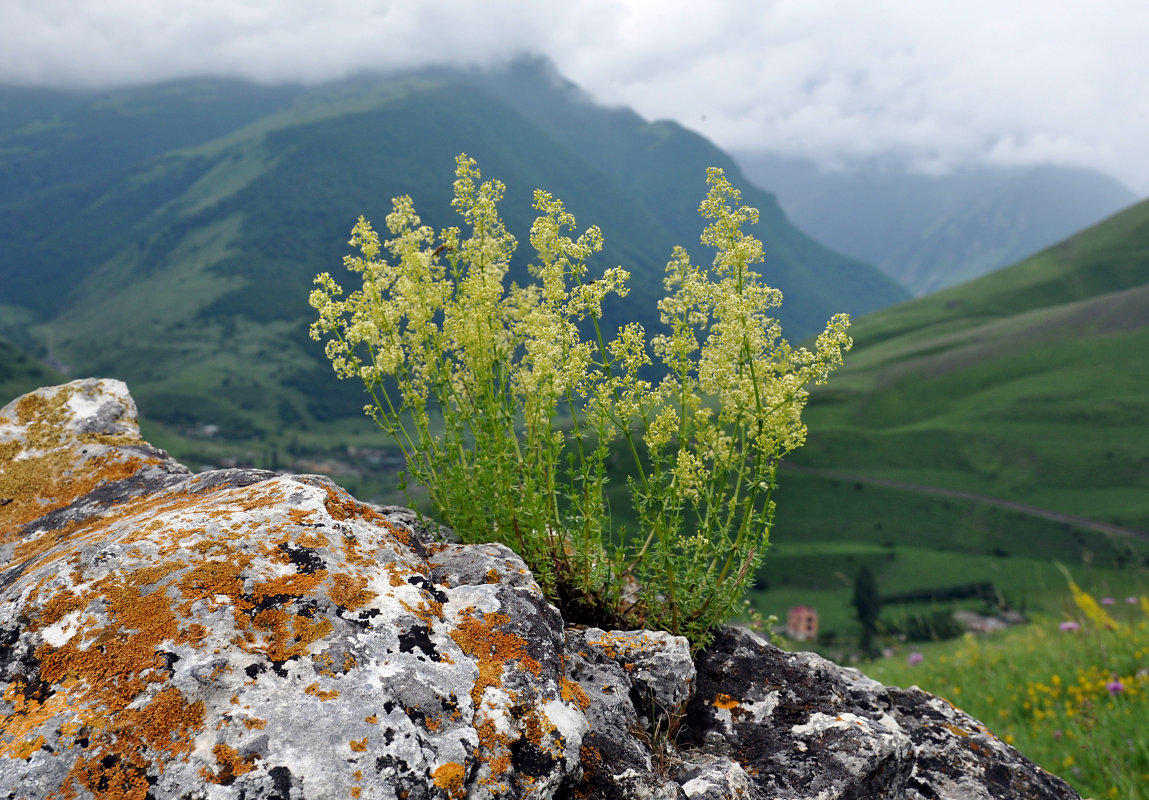 Изображение особи род Galium.